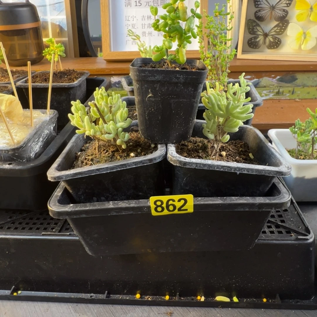 枝干番杏多肉植物862
