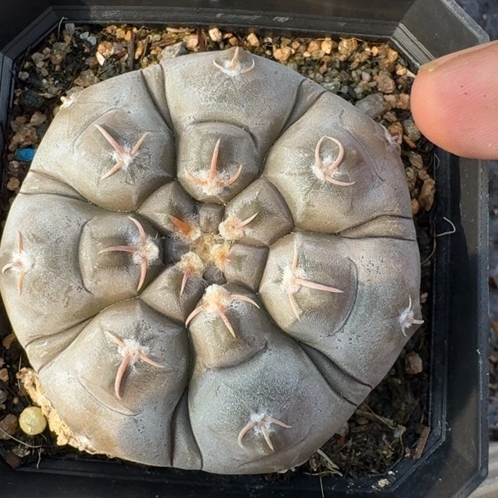 铅皮裸鄂实生仙人球带盆