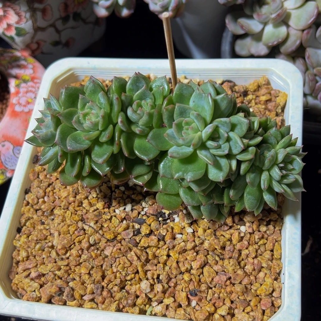 油包包珍妮天天开心