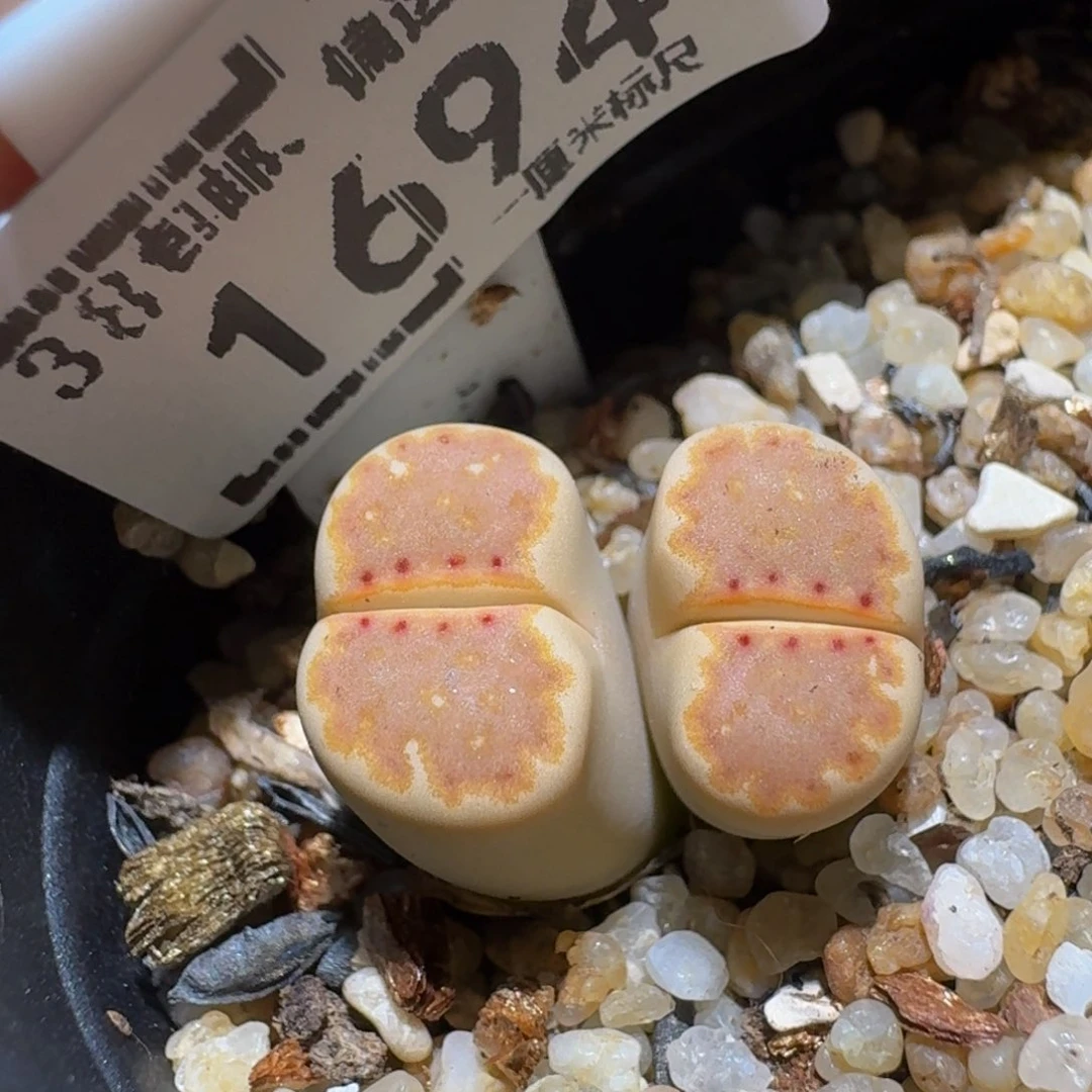 Ssss精品生石花1694