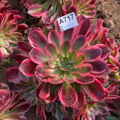 多肉植物红女巫捧花