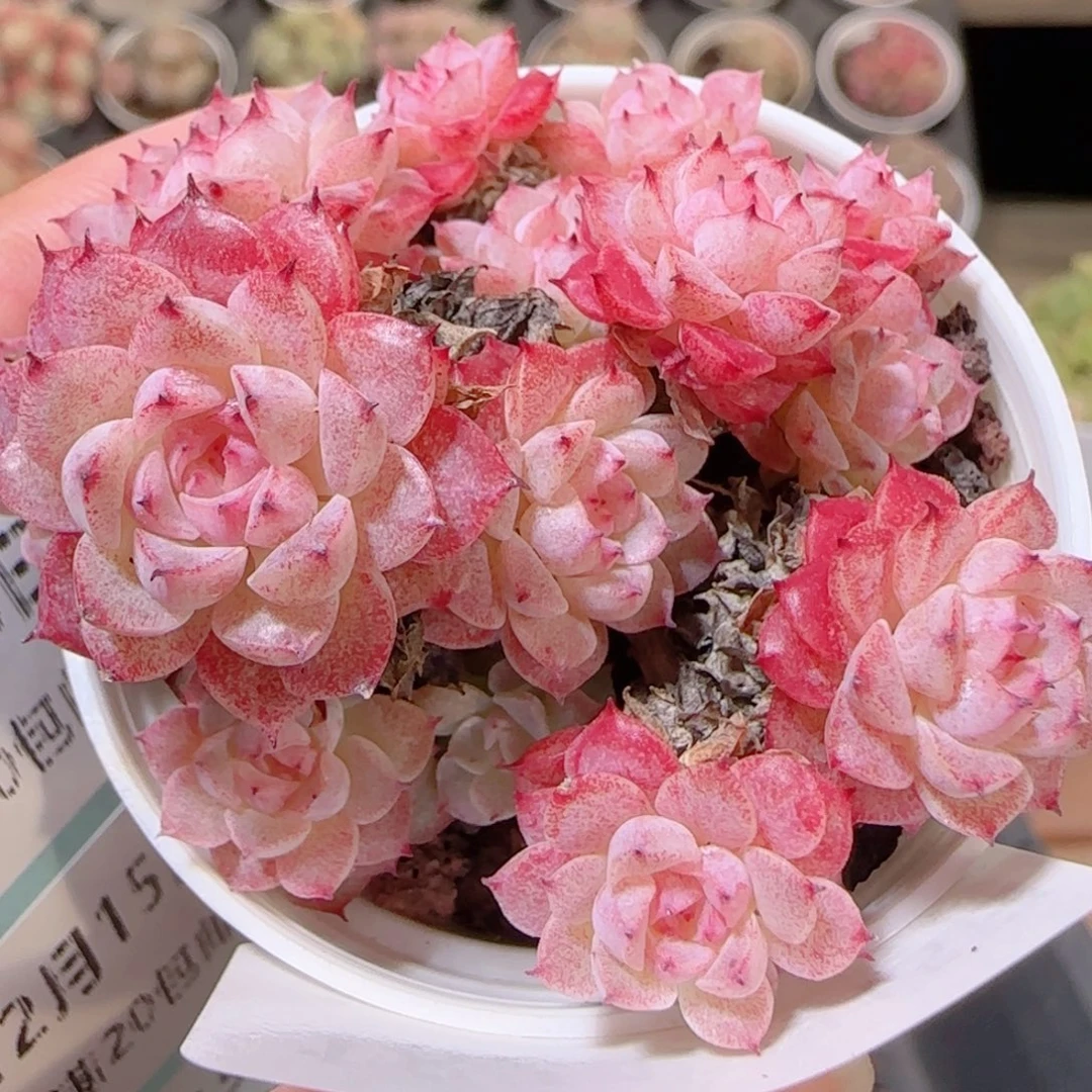 花语多肉1215-182红魔仙散