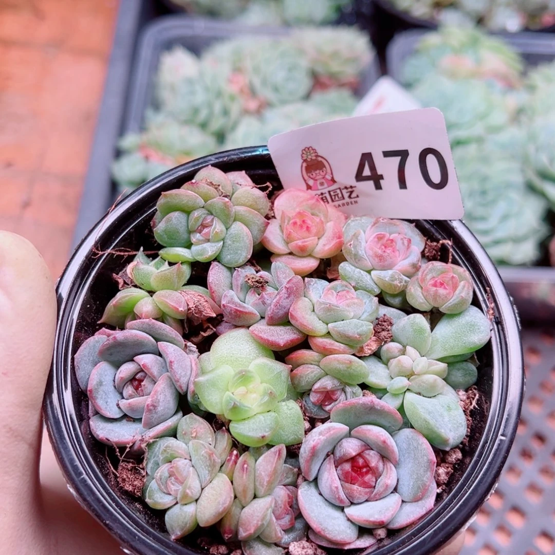 多肉植物多肉植物
