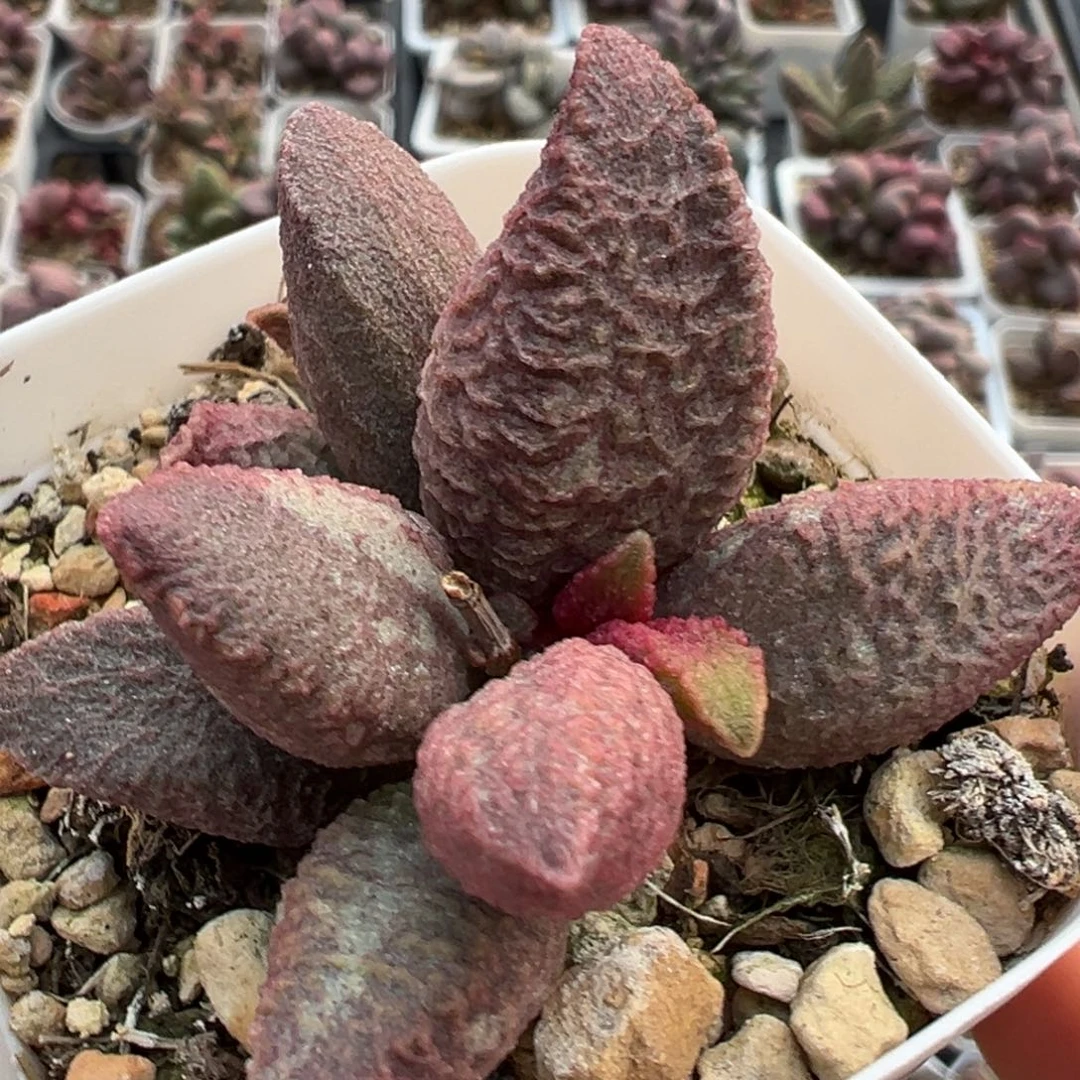 融化纹猪肝带倒刺多肉植物水泡