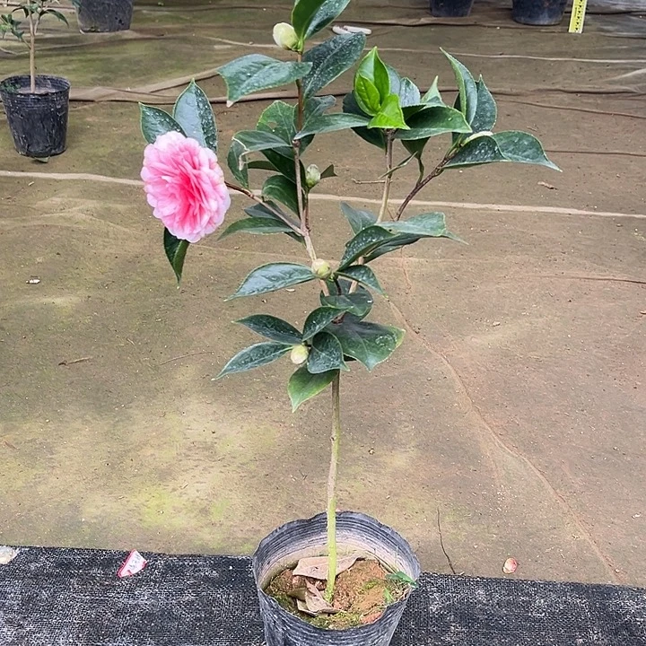 全部花苞五色赤丹6550