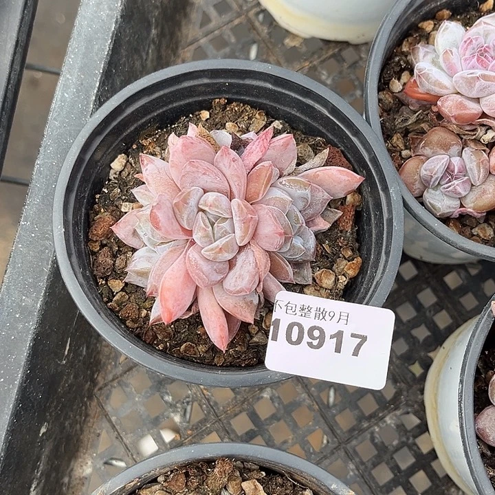 阿雅园艺。      917