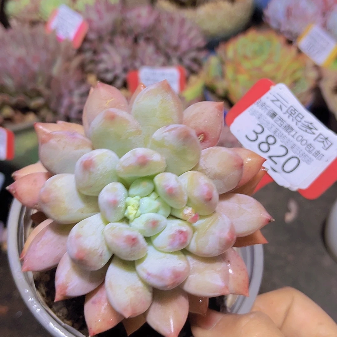 3820所罗门多肉植物