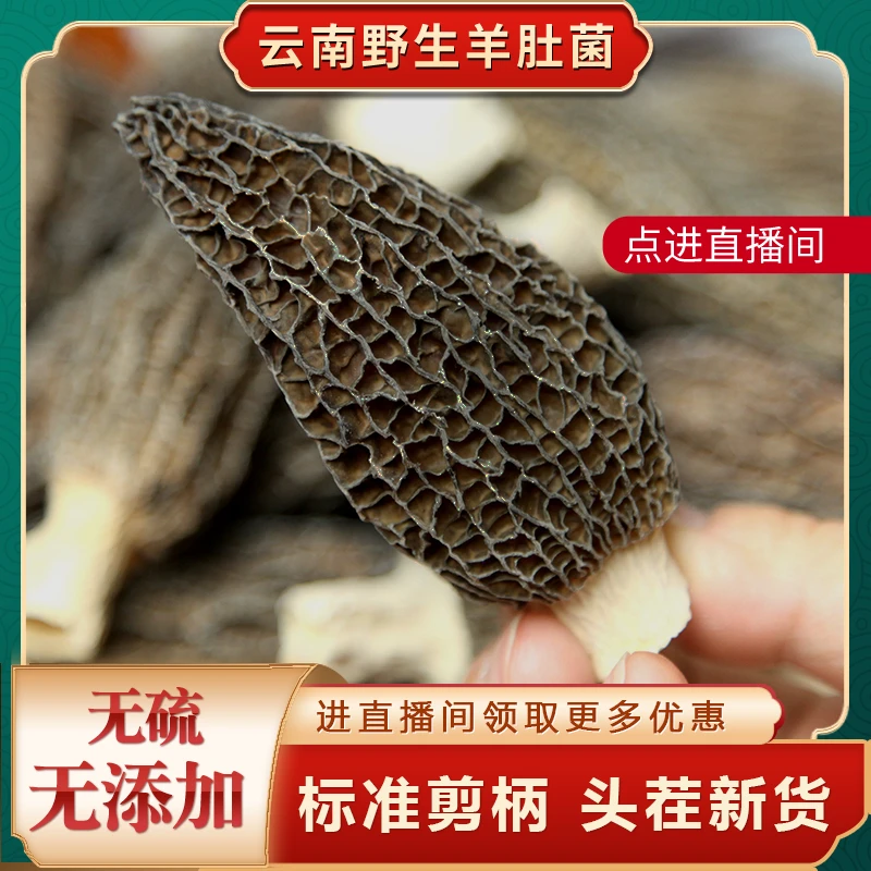 云南头茬羊肚菌干货（5-8公分-精品）源头新货菌菇煲汤料营养食材