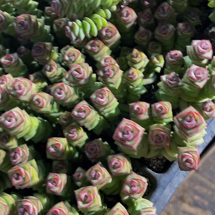 5颗小钱串5颗一组