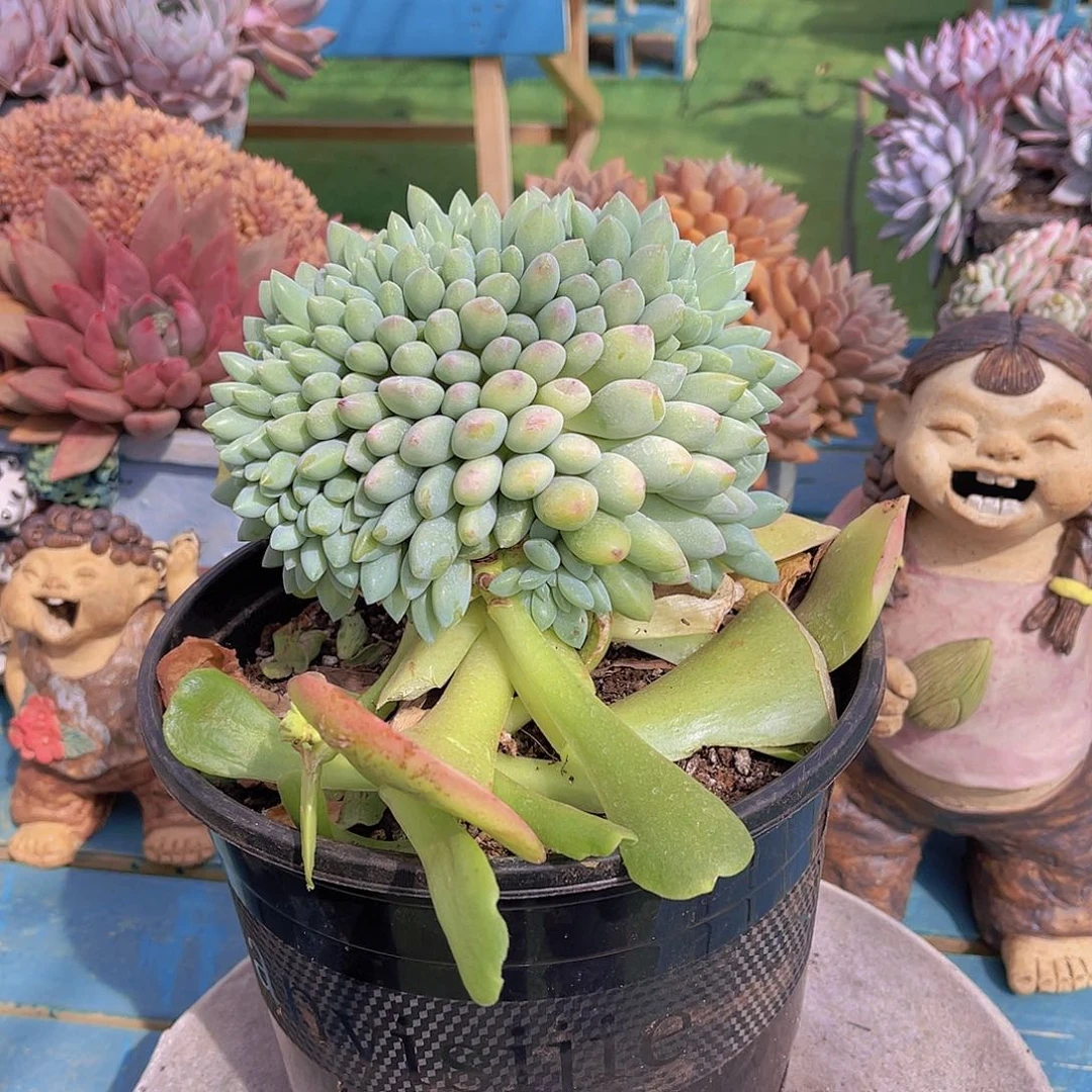 梓*多肉奶糖缀梓姐