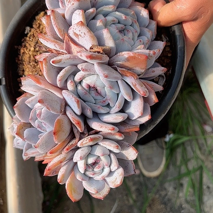 【闪购商品】6头星影无砍