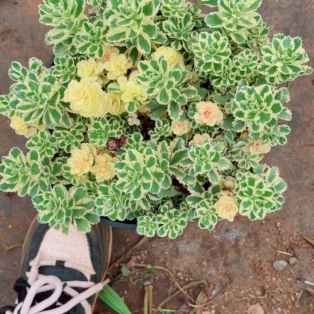 云南多肉植物亚特兰蒂斯