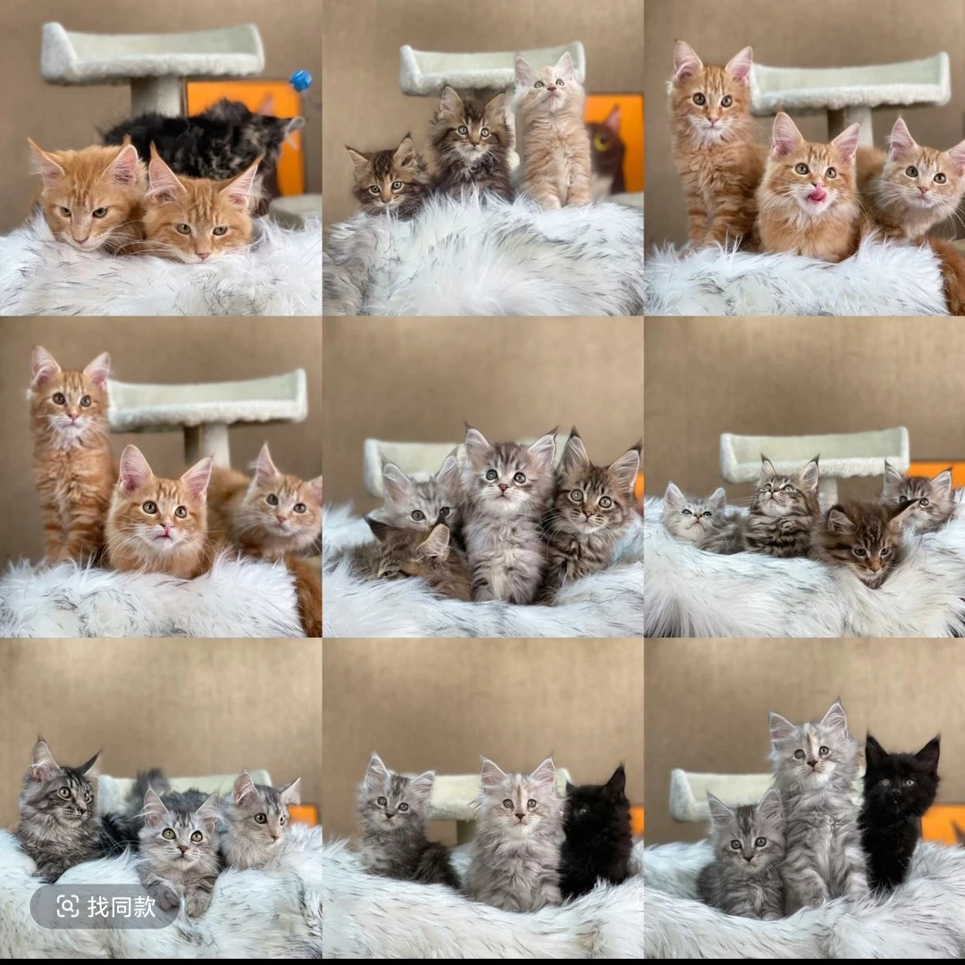 布偶猫金渐层缅因英短蓝白矮脚拿破仑弟弟妹妹
