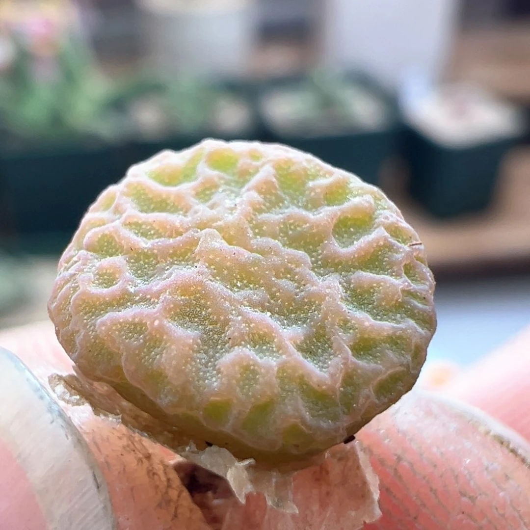 62 优选dt7778超烧一年半