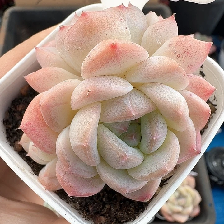 樱花多肉植物494