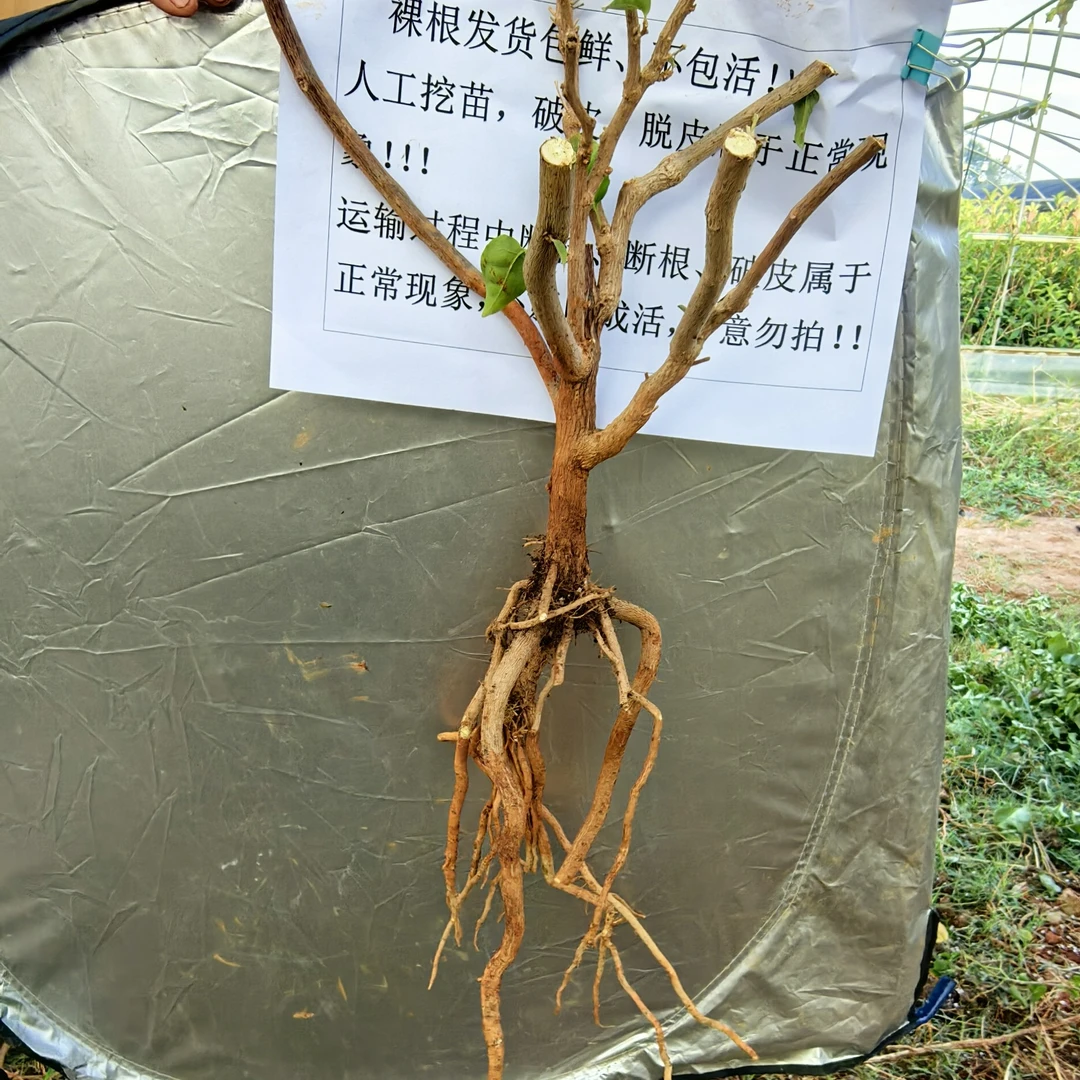 提根三角梅:瑕疵已直播间实物为准(存在少量干枝、腐枝、断根)