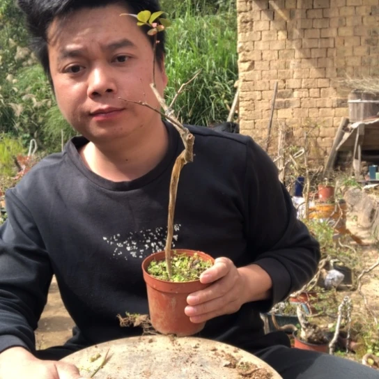 无花朵盆景盆栽植物（不包成活率，不退不换）