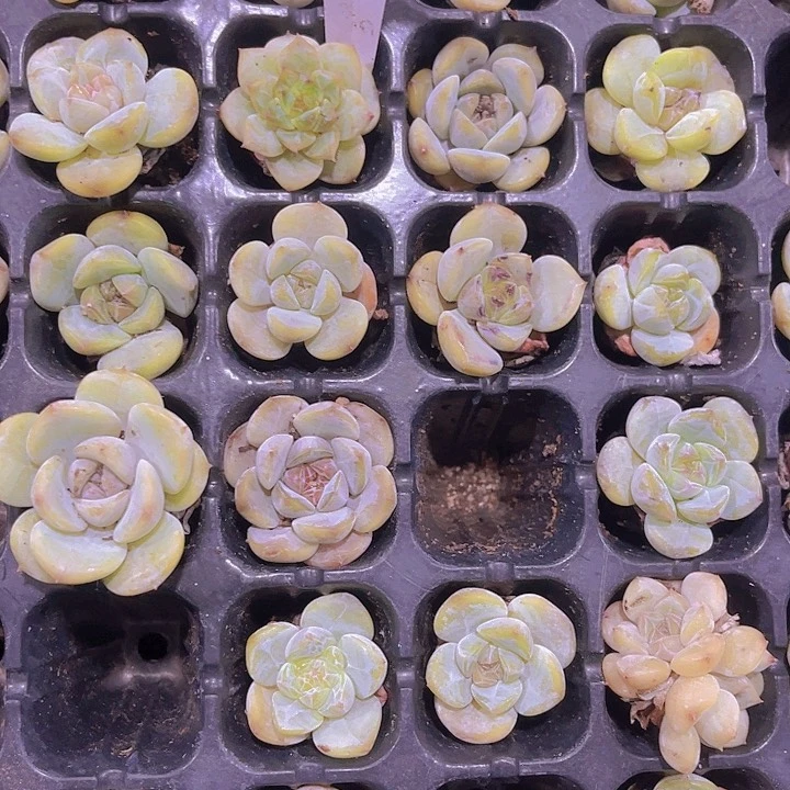 精品一单三颗草莓冰沙多肉