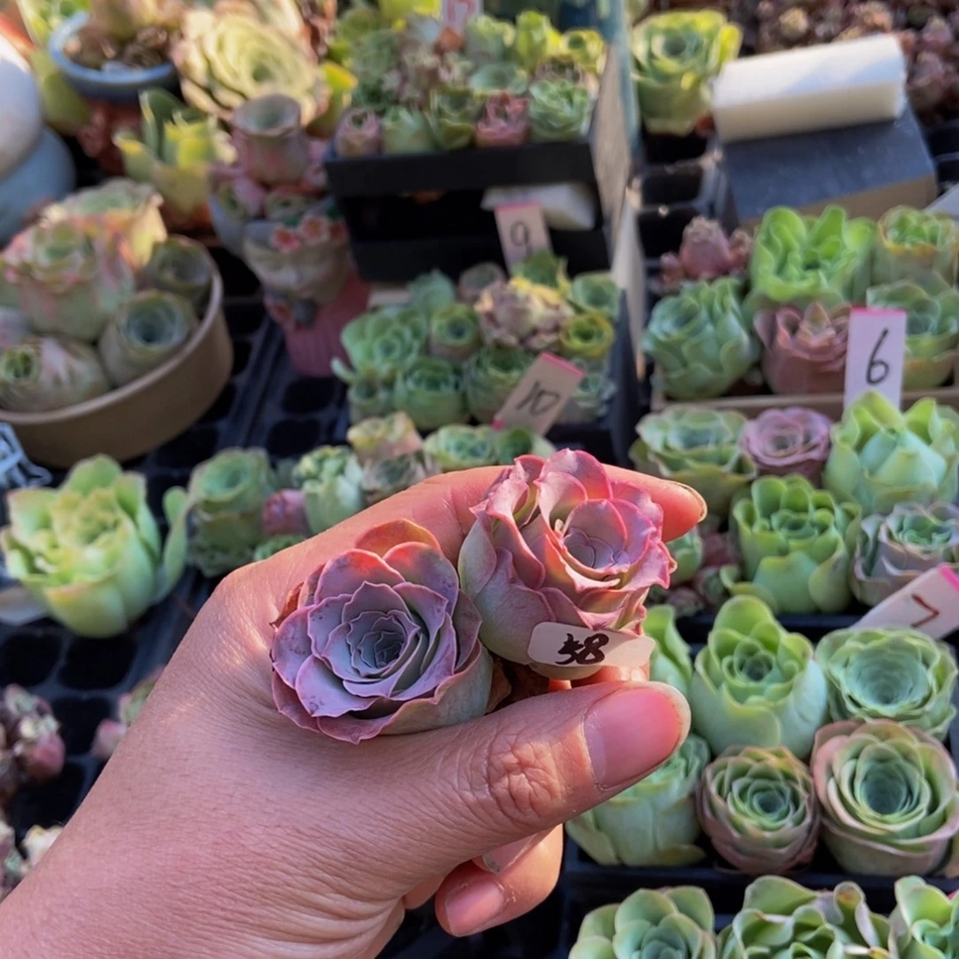 南***熙山地玫瑰多肉植物花卉58两颗