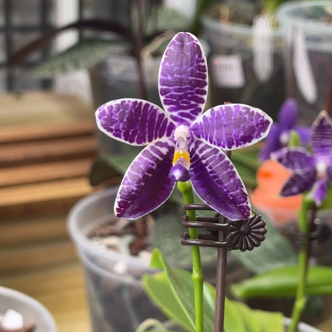 完全开放柳林3585-超级福利-大漏-1668