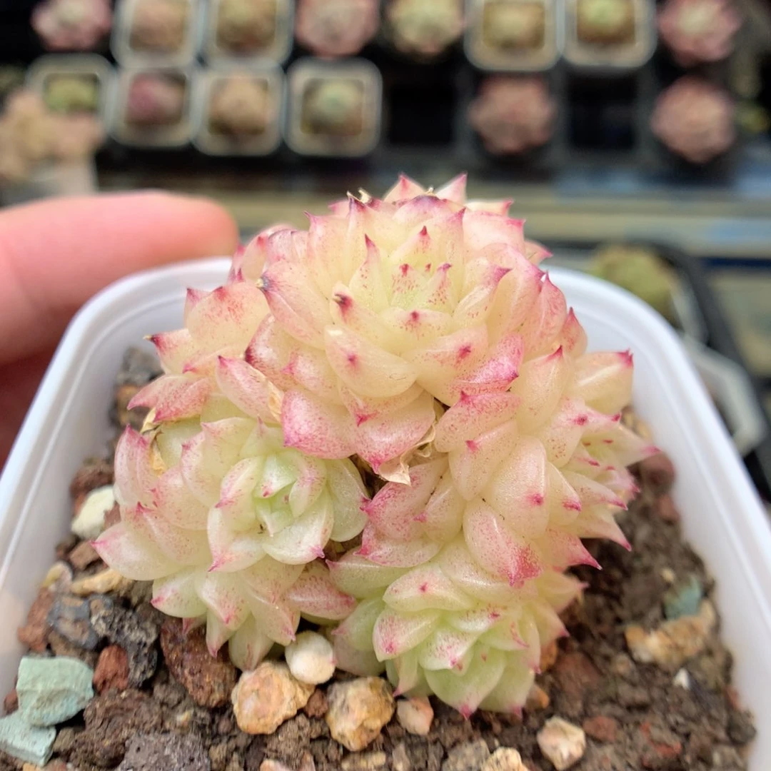 E161 ，20包邮两天凑单偏远不发货