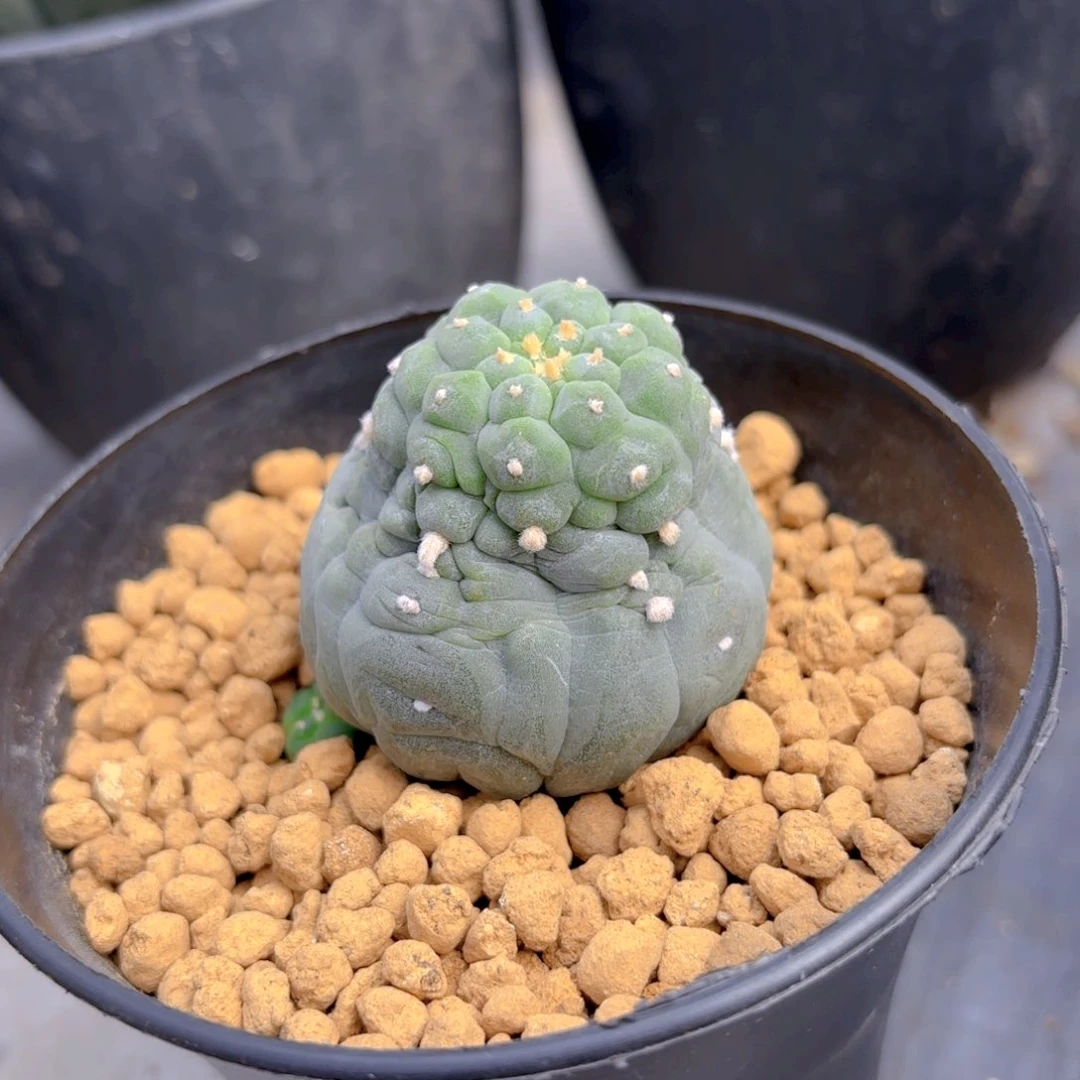 Gggggg奇艺怪g g g g