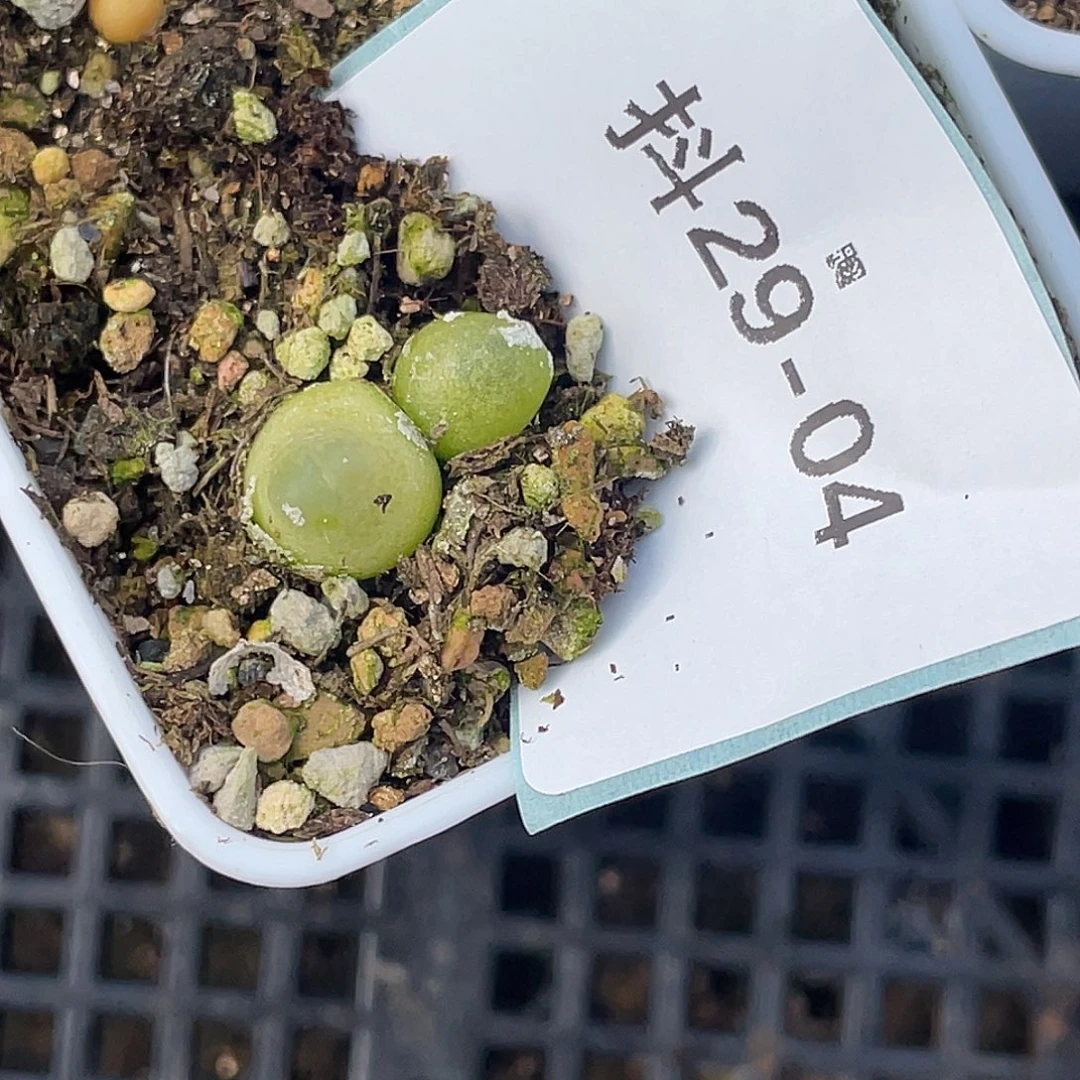 苏***西29-4肉锥多肉植物