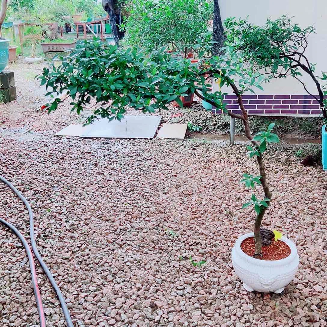 蓝***1完全开放海岛栀子花一物一拍