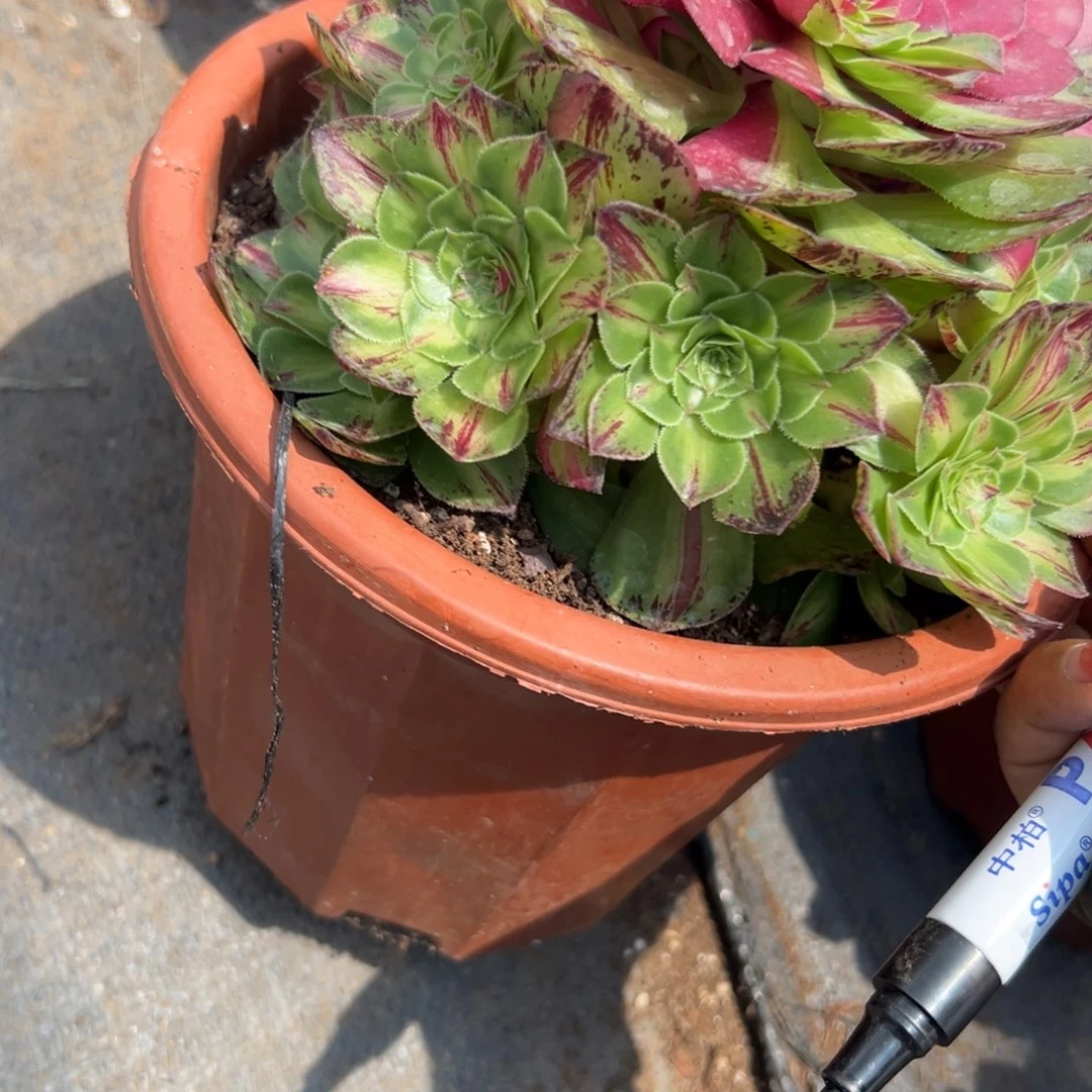 ?****州2706知否多肉植物系