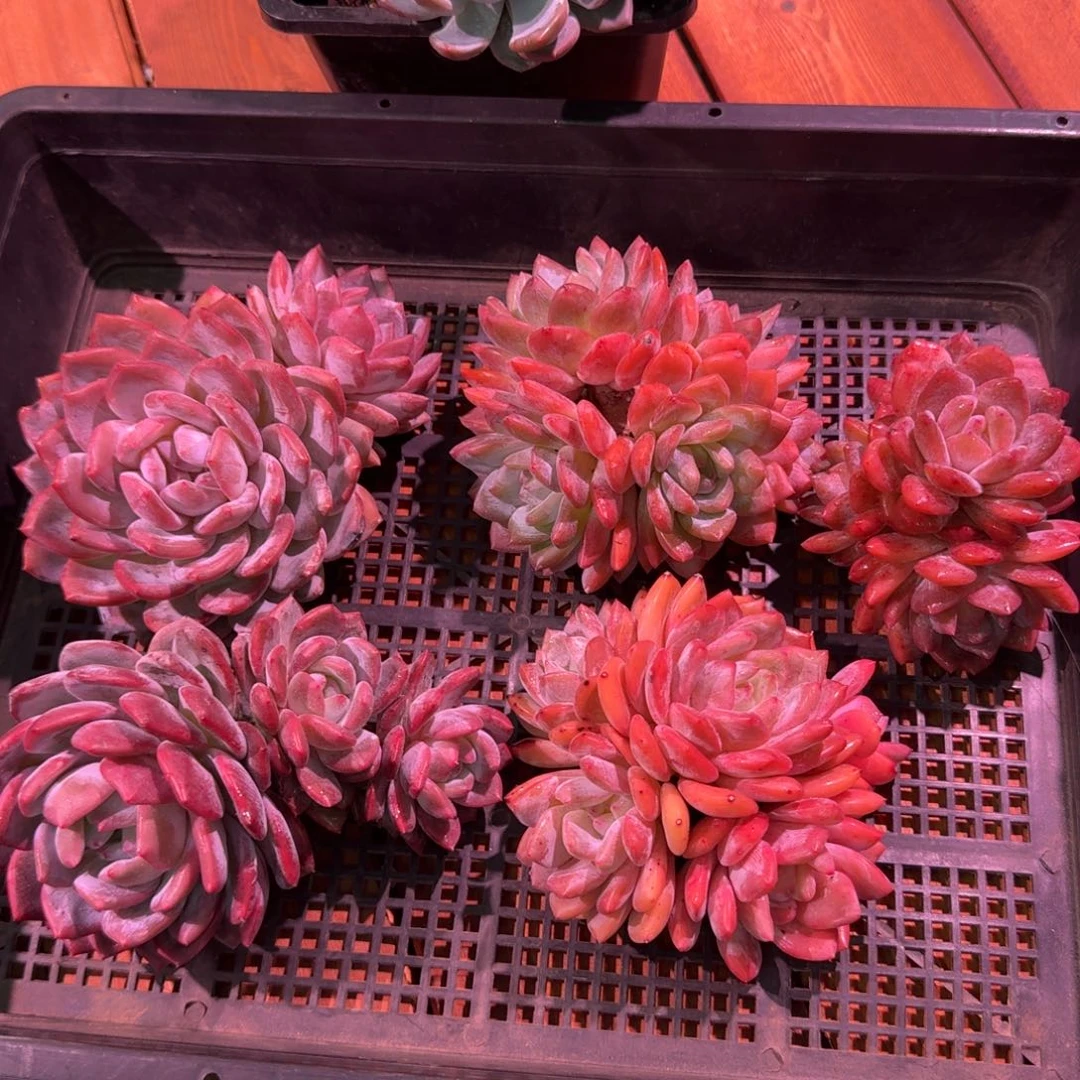 喵喵橙梦露脱土发货