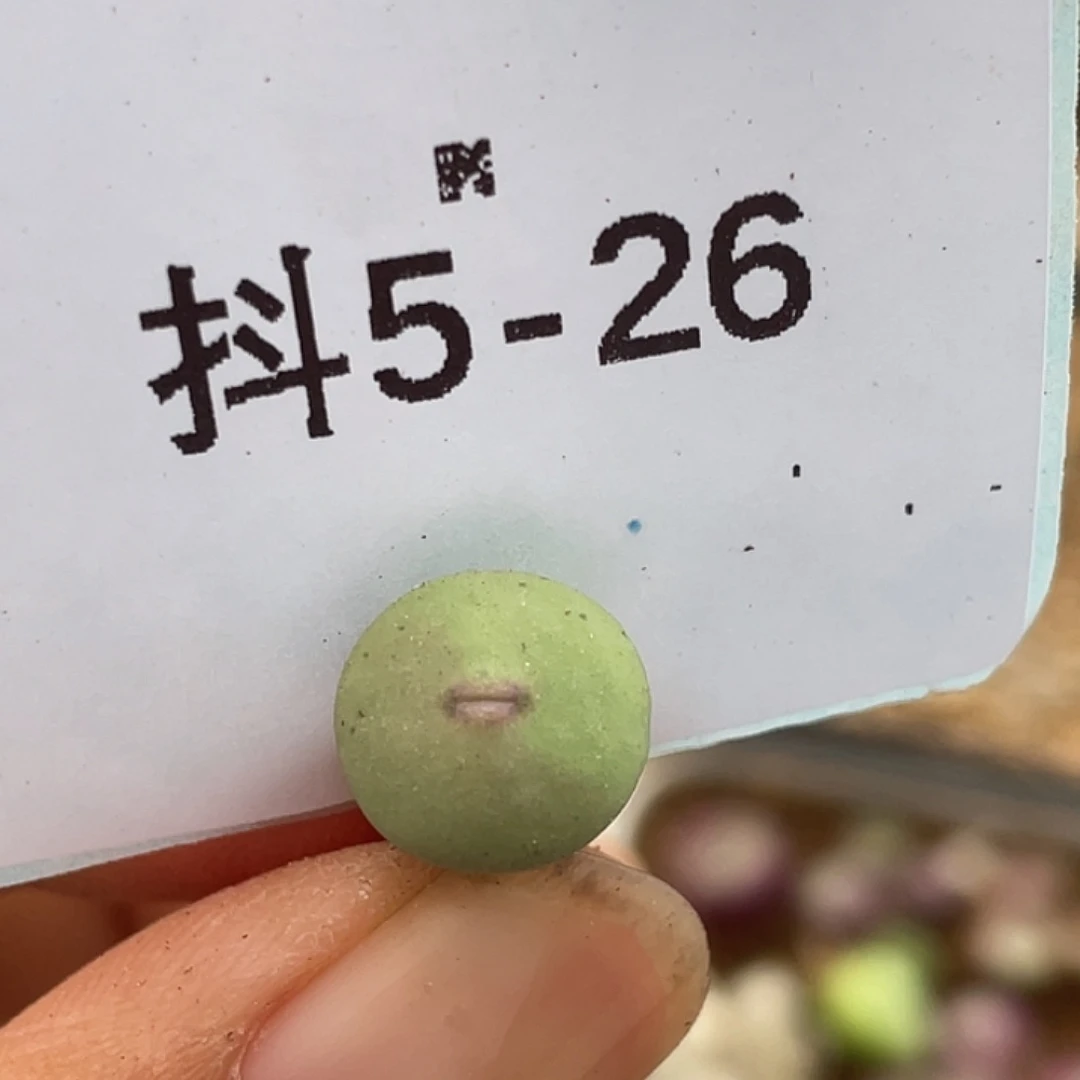 5-26四季常红嘴多肉植物