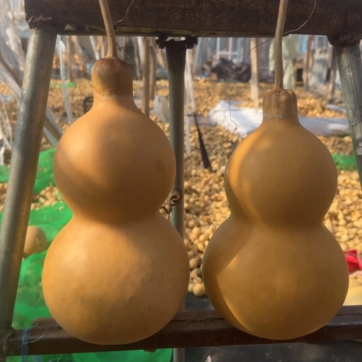 咕噜互亏路咕噜咕噜