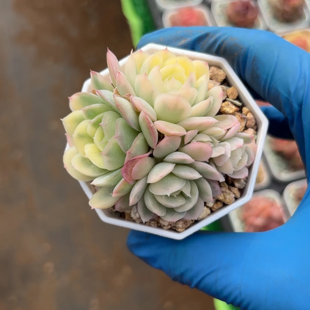 草莓冰锦群一物一拍