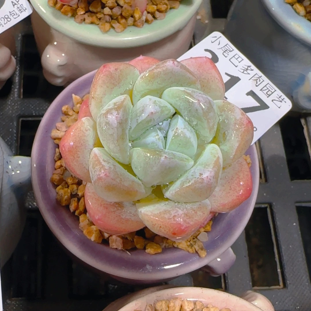 AP小尾巴5CM迷你拇指盆栽精控多肉317
