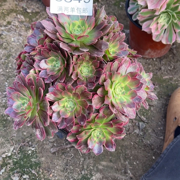 6549安娜的人多多