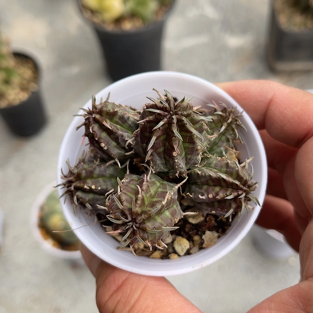 法利达大群一物一拍