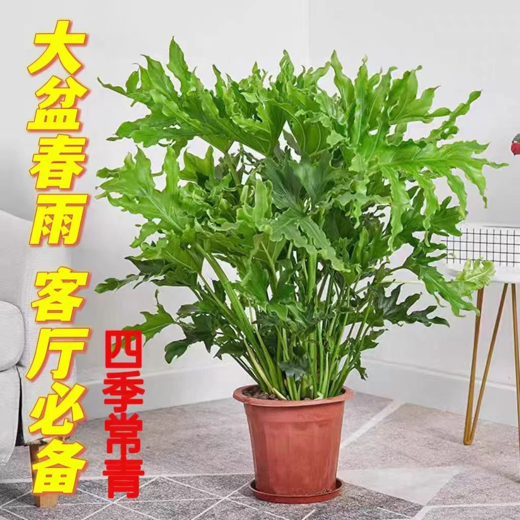 春羽四季常青观叶植物室内客厅办公室盆栽绿植盆景净化空气吸甲醛