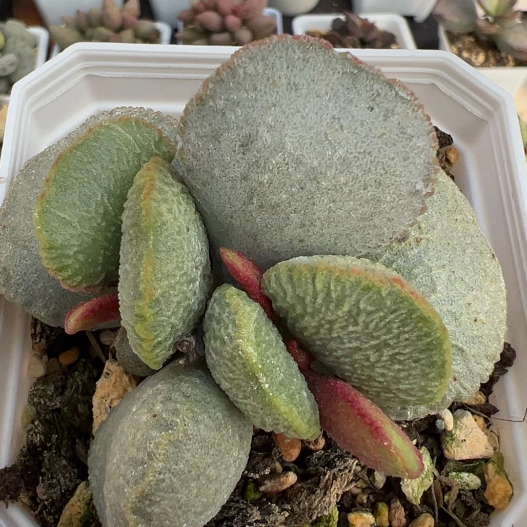 实生新品单头纯木质桩多肉植物