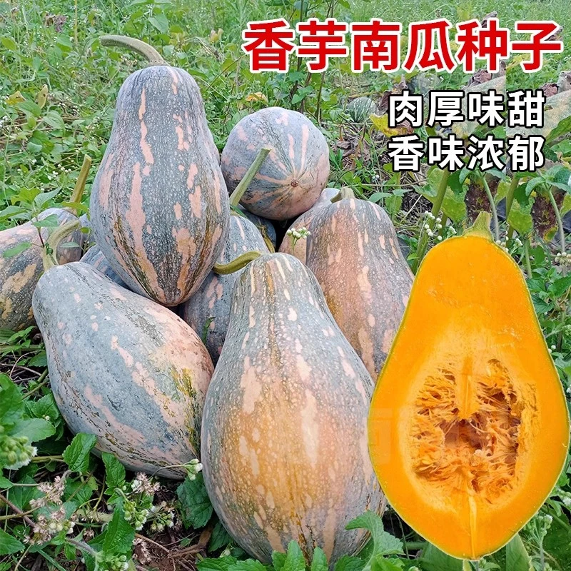 香芋南瓜种子新品种粉糯板栗南瓜子四季高产早熟爬地爬藤蔬菜种籽
