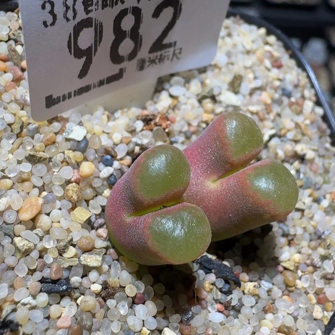 zzzzz生石花肉锥982磁铁