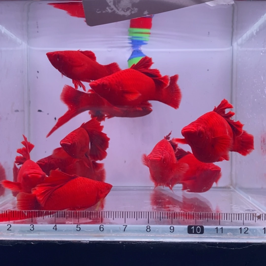 *****海水鱼清缸瑕疵成鱼10条