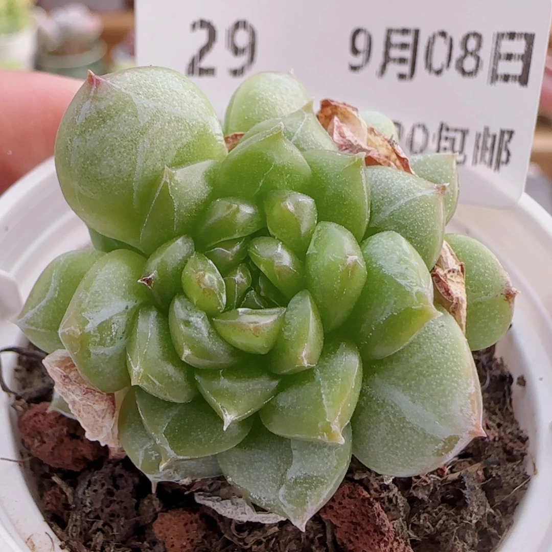花语逸镜0908-29瓷裂青糖心