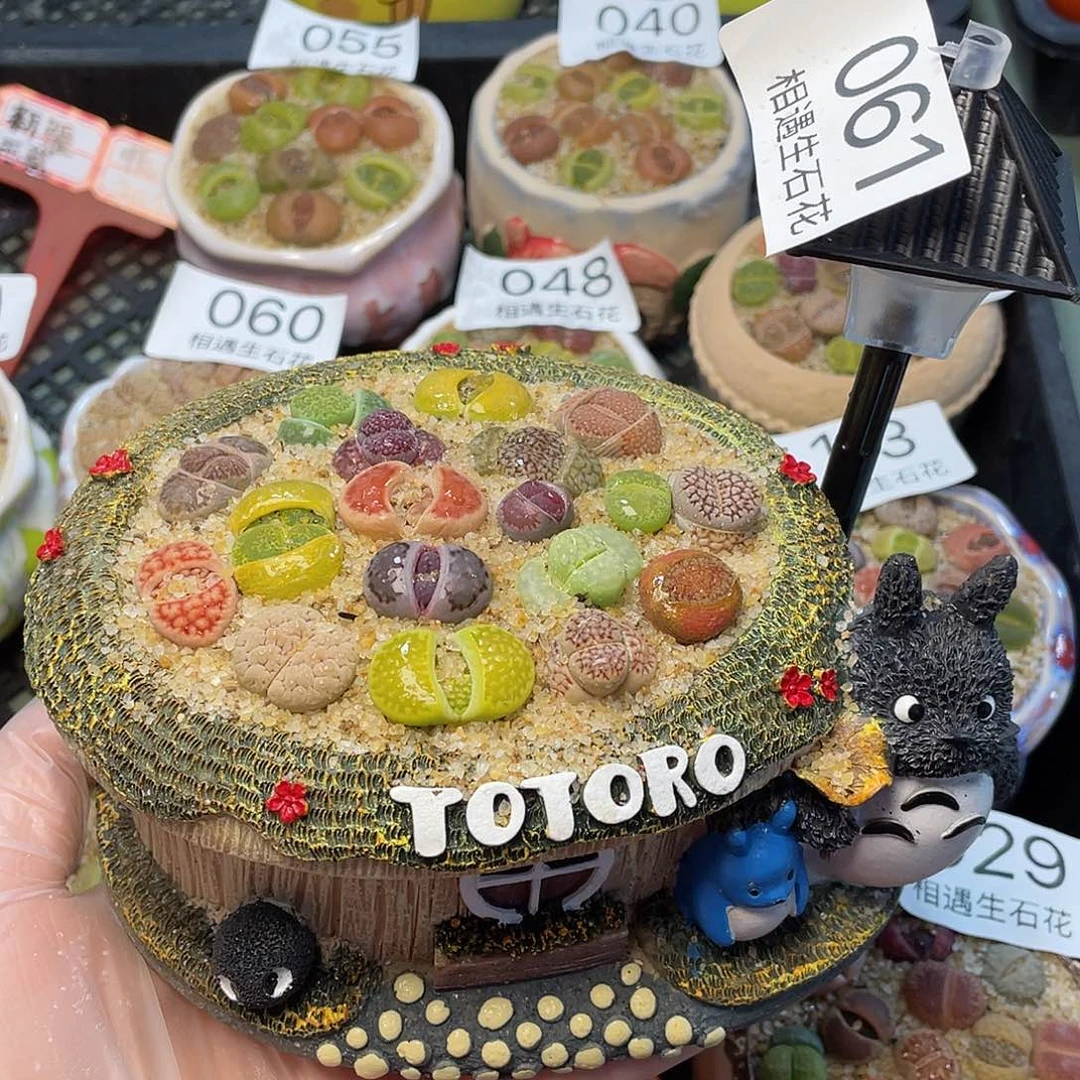 相遇龙猫灯不亮061