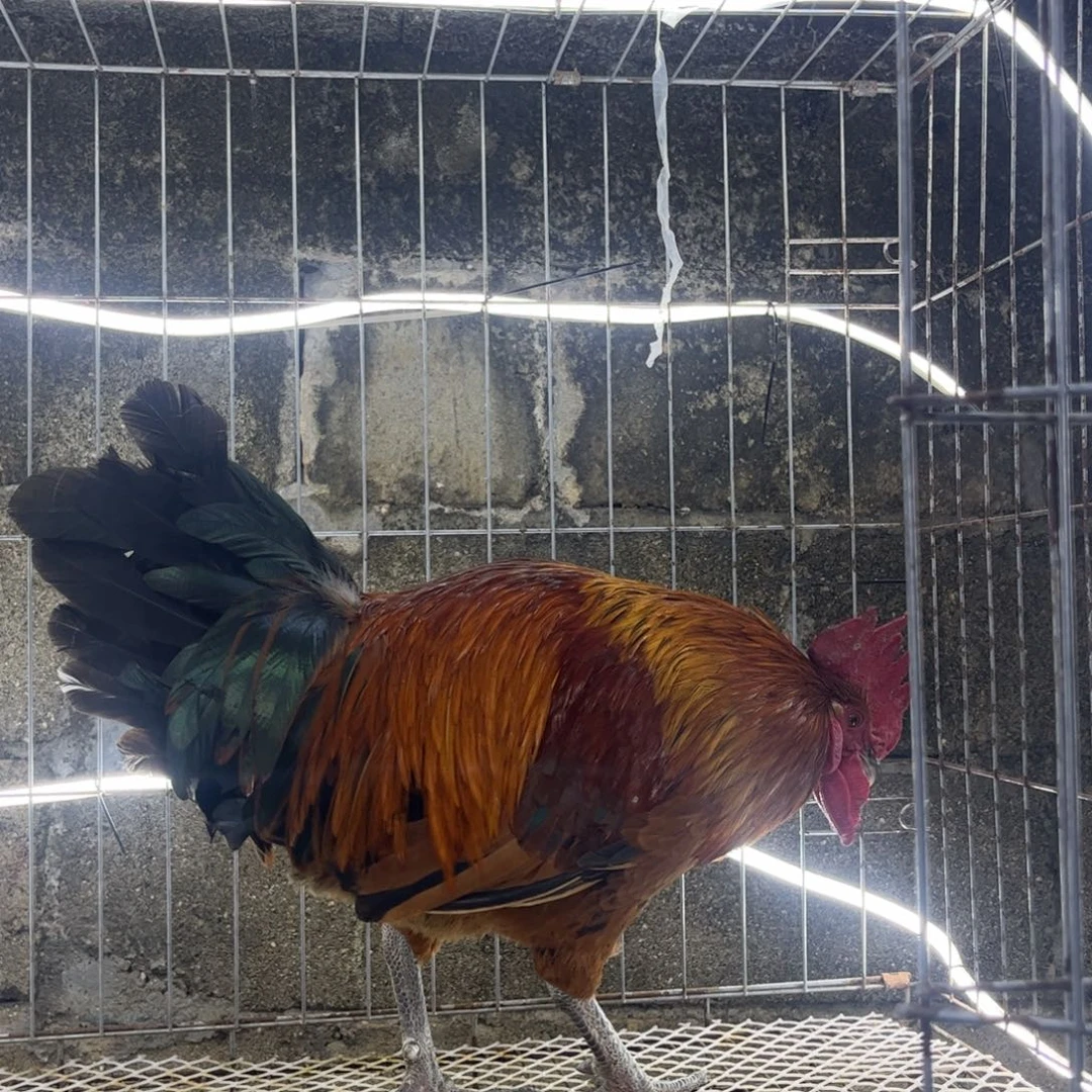 风***举长尾鸡凤凰象限土公鸡一只