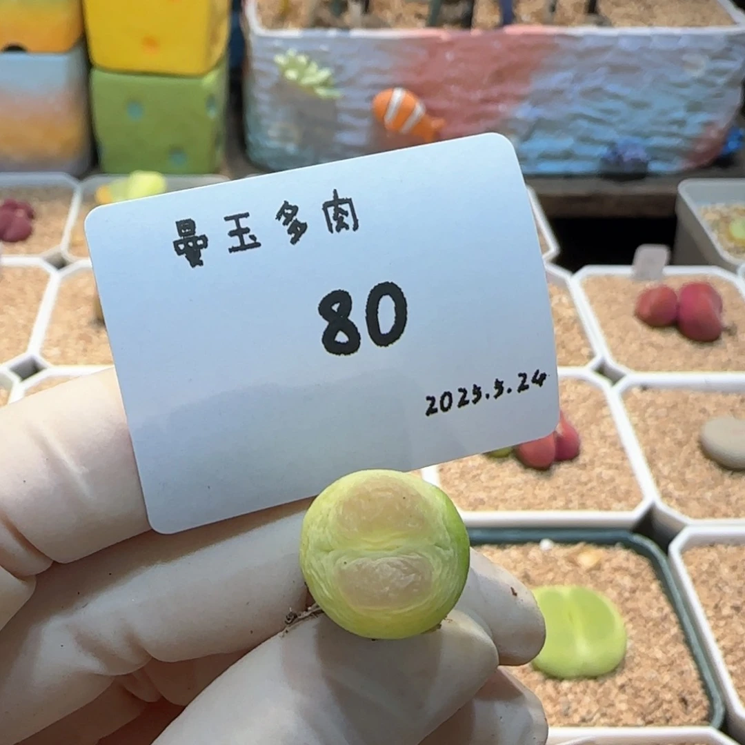 J***、多肉多肉多肉5.24-080