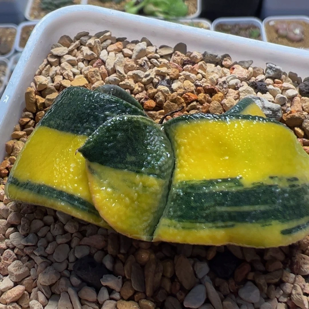 139多肉植物百科植物