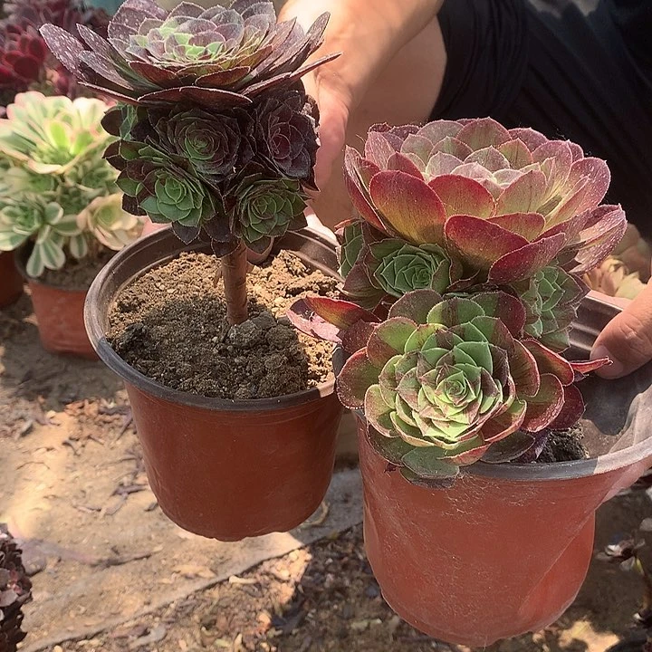 冰*223花月夜多肉植物