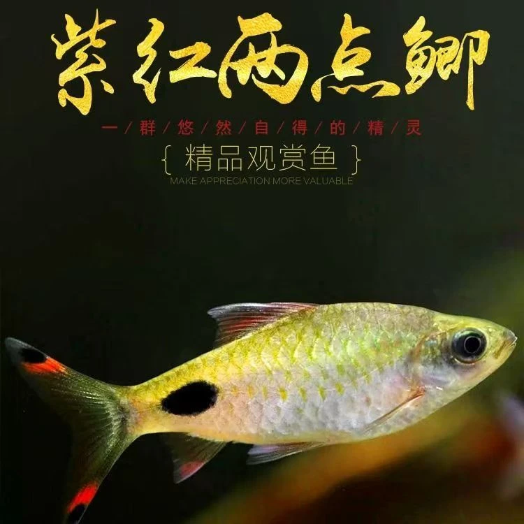 紫红两点鲫原生道斯金鲃群游好养耐活适合原生缸广温鱼淡水
