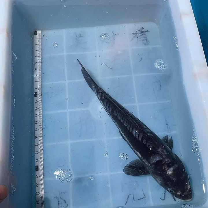 蝴蝶鲤鱼渔场直发99