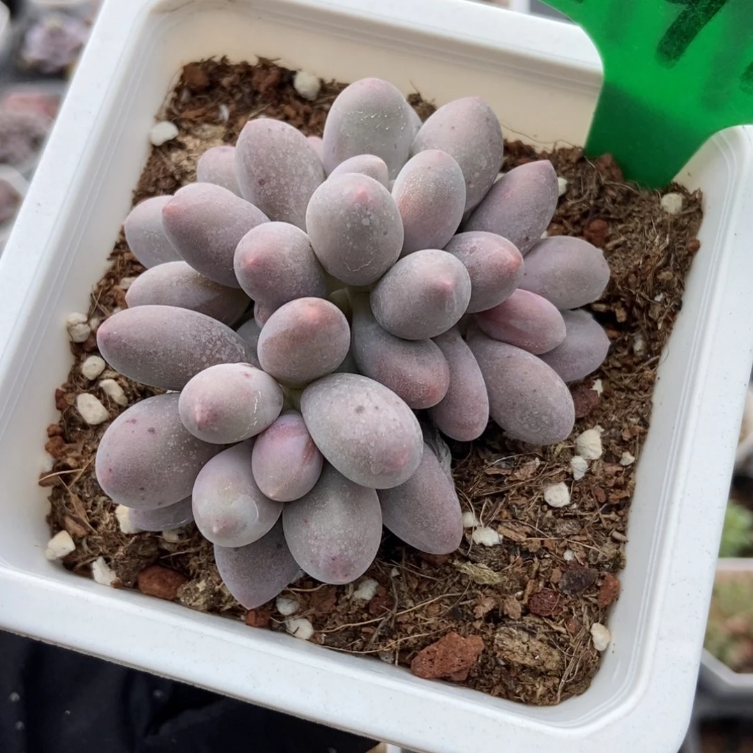 1911汤圆多肉植物多肉